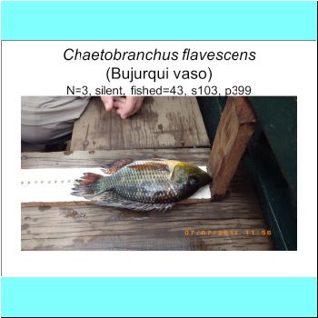 Chaetobranchus flavescens.png
